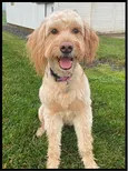 Carrie Underwoof